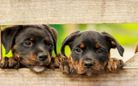 GVO Hundehaftpflichtversicherung